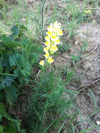 Linaria vulgaris